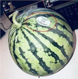 获嘉网红吃瓜,揭秘网络热点背后的故事