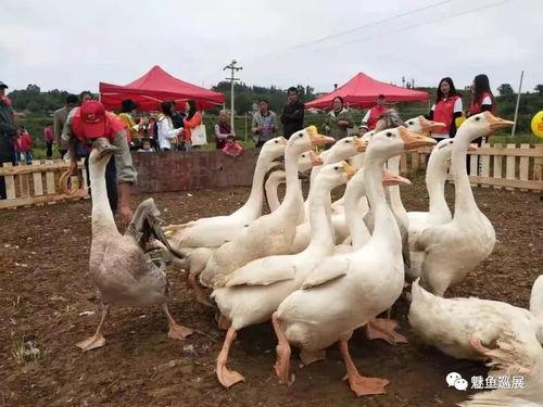 网红大鹅吃瓜视频大全集