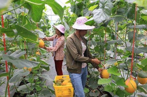 景区吃瓜网红,揭秘网红美食背后的故事