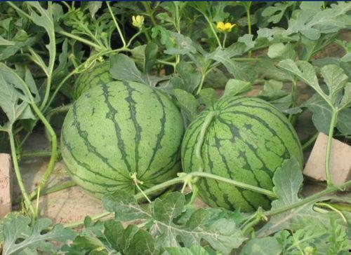 开平网红吃瓜事件,揭秘网络舆论背后的真相与争议